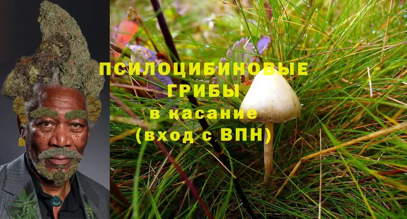 как найти   Боровск  Псилоцибиновые грибы Magic Shrooms 